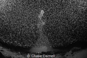 "Low and Steady"
Silversides putting on a show, like alw... by Chase Darnell 